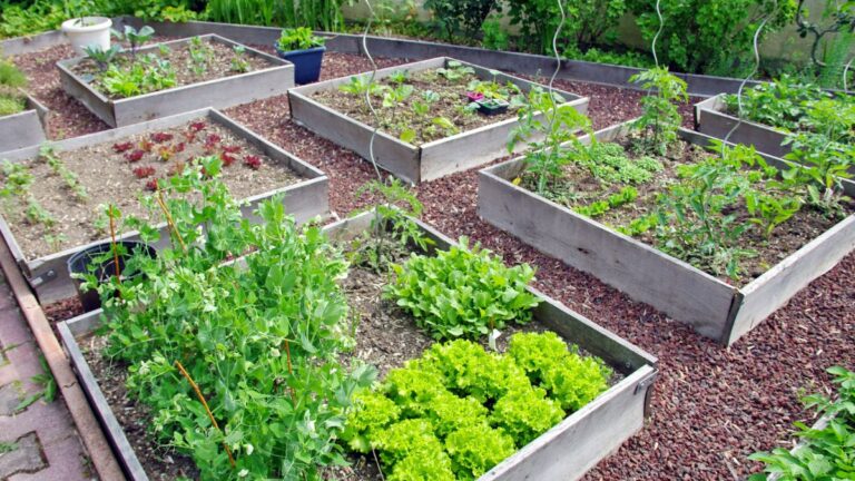 Cosa raccogliere nell’orto a febbraio: la guida completa alla stagionalità Orto a febbraio