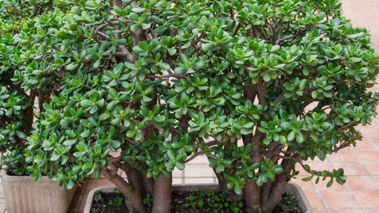 Vuoi un albero di Giada rigoglioso? Scopri i 3 fertilizzanti che fanno miracoli Albero di Giada