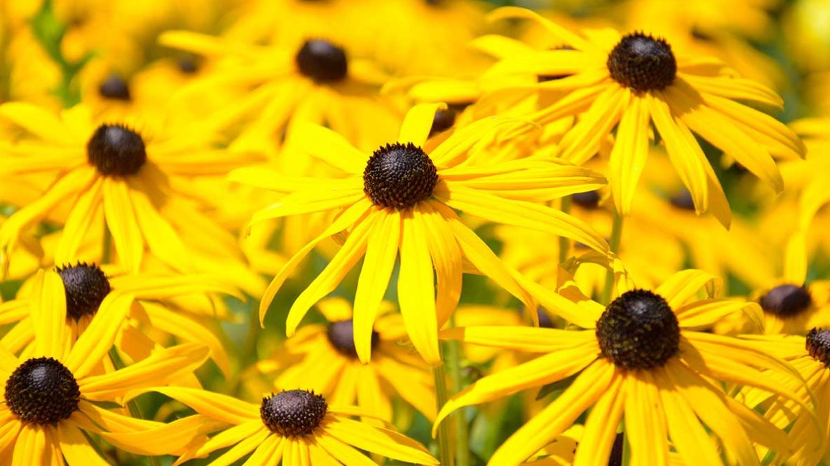 Rudbeckia