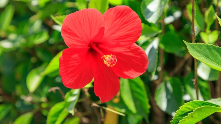 Hai un ibisco? Ecco gli accorgimenti fondamentali per l’inverno Curare l'ibisco in inverno