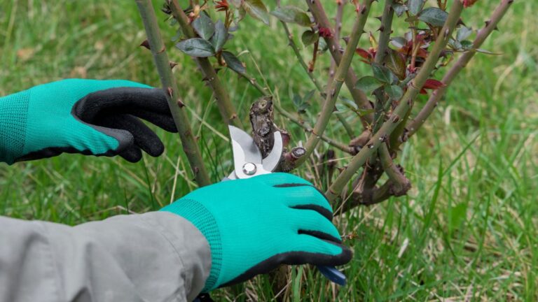 Il momento perfetto per potare le rose: se sbagli, potresti compromettere la fioritura Potatura delle rose
