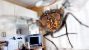 Come eliminare le mosche in cucina