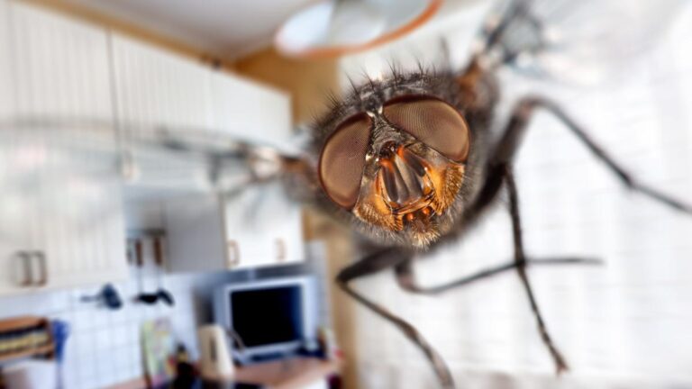 Hai mai provato questo trucco? Addio mosche e cattivi odori in cucina Come eliminare le mosche in cucina