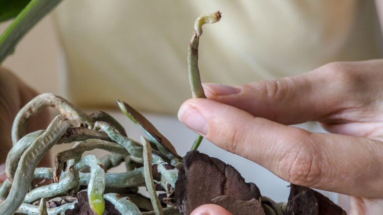 Orchidea con radici secche? 5 soluzioni rapide per recuperarla Rimedi per orchidea con radici secche