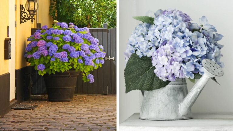 Ortensie in vaso: 10 idee creative per decorare ogni angolo di casa Le ortensie in vaso in casa