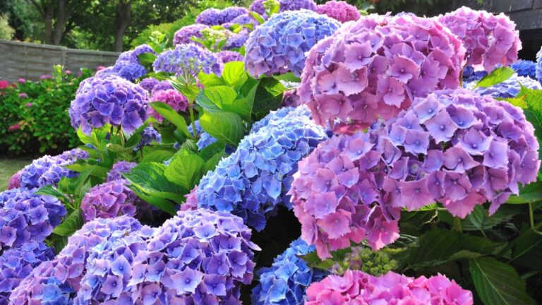 Scopri come e quando potare l’ortensia per farla fiorire più bella che mai Potatura delle ortensie