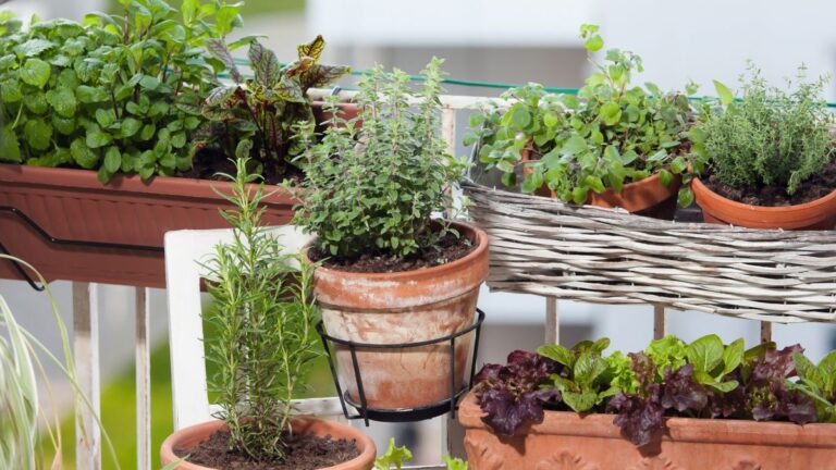 Un orto sul balcone anche d'inverno: i trucchi da conoscere Orto sul balcone