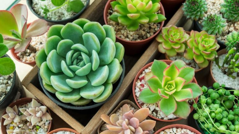 Cosa fare se le tue piante grasse stanno morendo? 4 soluzioni da provare Come curare le piante grasse che stanno morendo