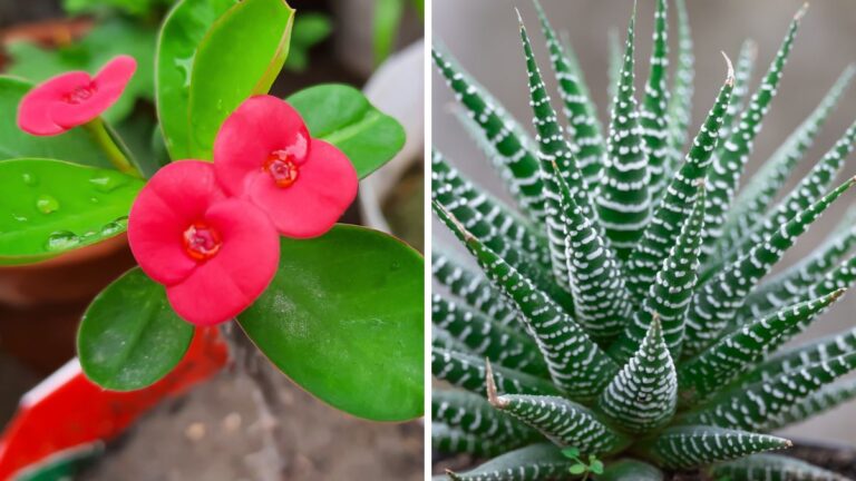 Piante grasse che amano l’ombra: ecco le 12 varietà più belle e resistenti Piante grasse che crescono all’ombra