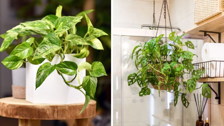 Le piante pendenti che non richiedono troppa cura: perfette per ogni salotto Piante pendenti