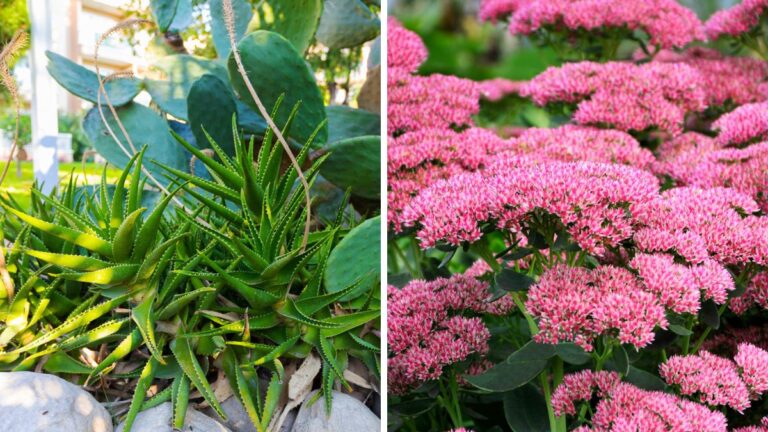 Vuoi un’aiuola perfetta senza troppi sforzi? Prova subito queste 11 piante Piante per un’aiuola