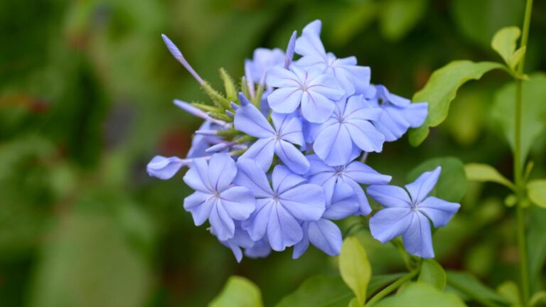 Come potare il Plumbago: la guida essenziale per una fioritura spettacolare Potatura del Plumbago