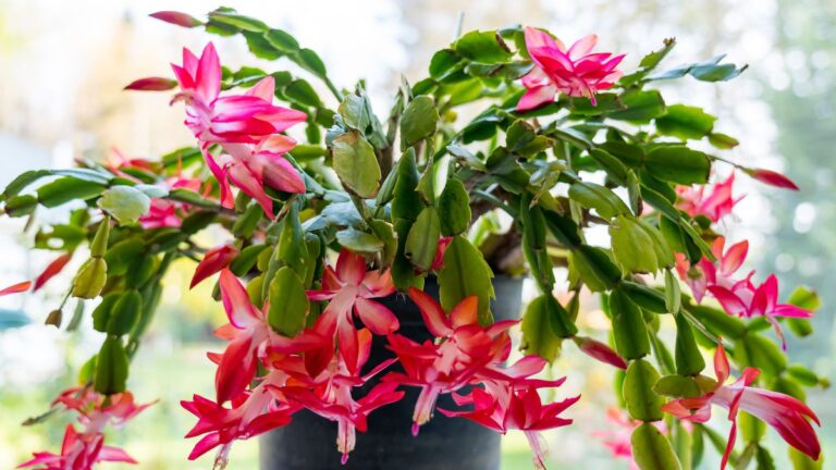 Cactus di Natale: la guida completa alla potatura per stimolare la crescita Come potare il Cactus di Natale