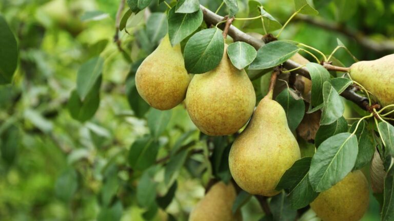 Potatura del pero: il momento giusto per intervenire e ottenere una raccolta abbondante Come potare l'albero di pero