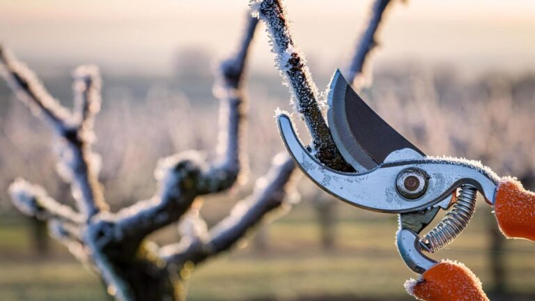 Errori di potatura? Queste piante non devono essere tagliate a febbraio Piante da non potare a febbraio