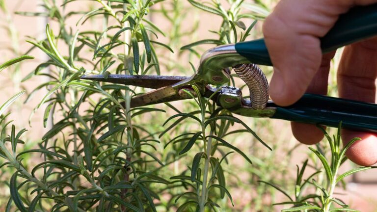 Quando potare il rosmarino e come farlo senza danneggiare la pianta Come e quando potare il rosmarino