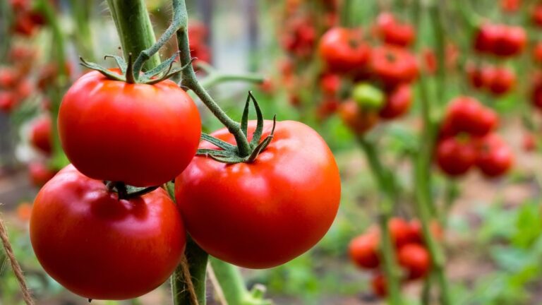 Seminare i pomodori: quando e come farlo per un raccolto perfetto Coltivare i pomodori
