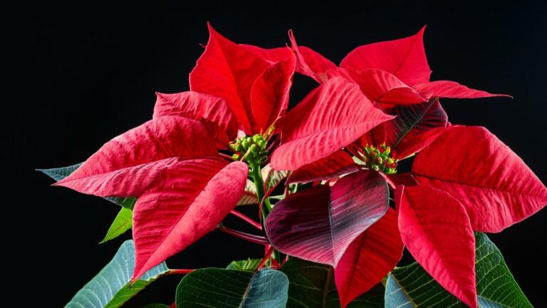 Potare la Stella di Natale: il trucco per avere fiori più belli e duraturi Come potare la Stella di Natale