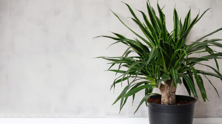 Come far fiorire la pianta portafortuna: tutti i segreti del tronchetto della felicità Come far fiorire il tronchetto della felicità