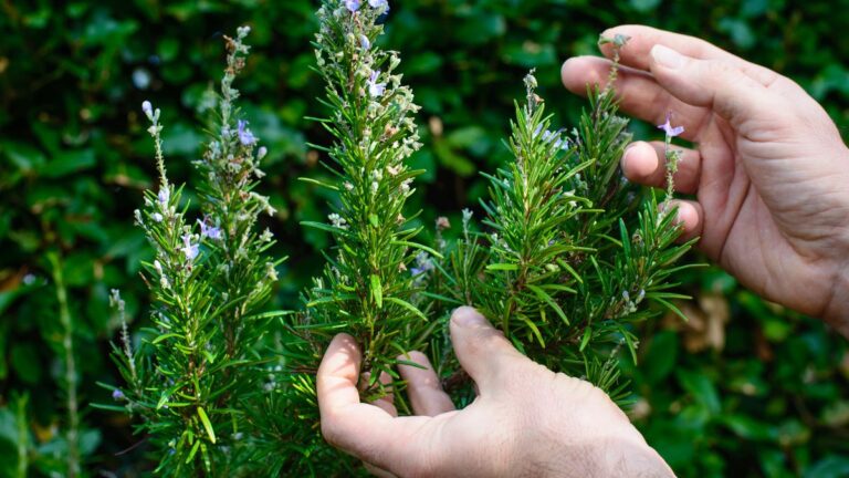 Cosa puoi fare con una sola pianta di rosmarino? Più di quanto immagini Rosmarino come usarlo