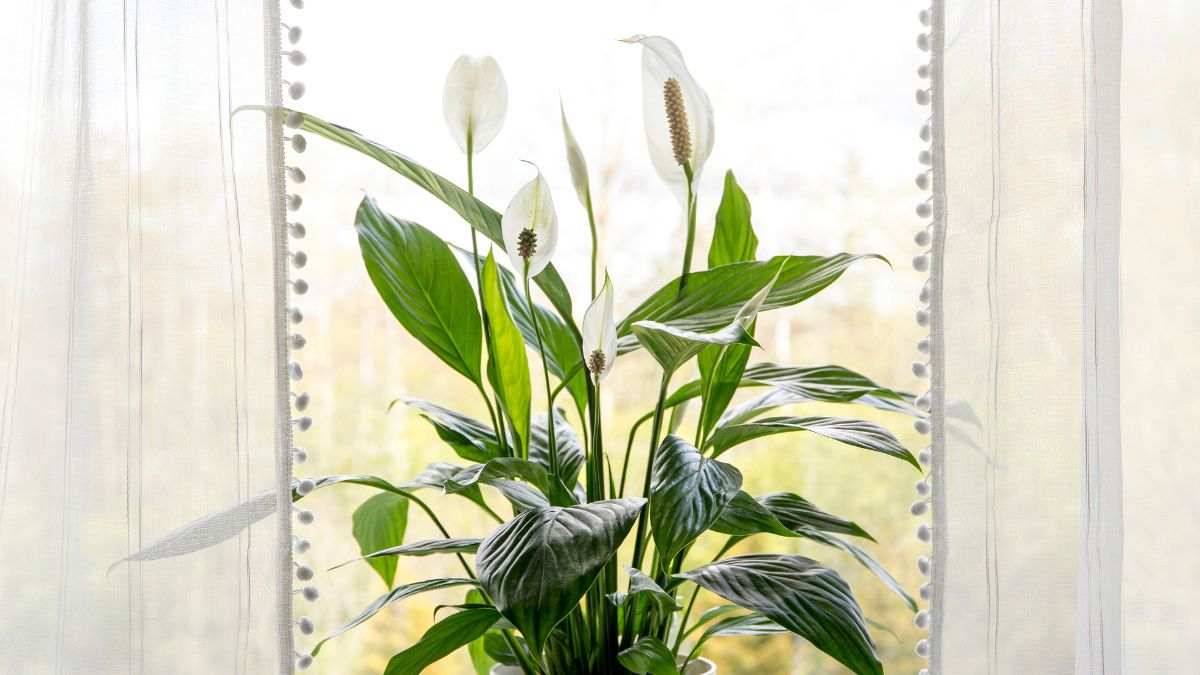 quali sono i benefici dello Spathiphyllum