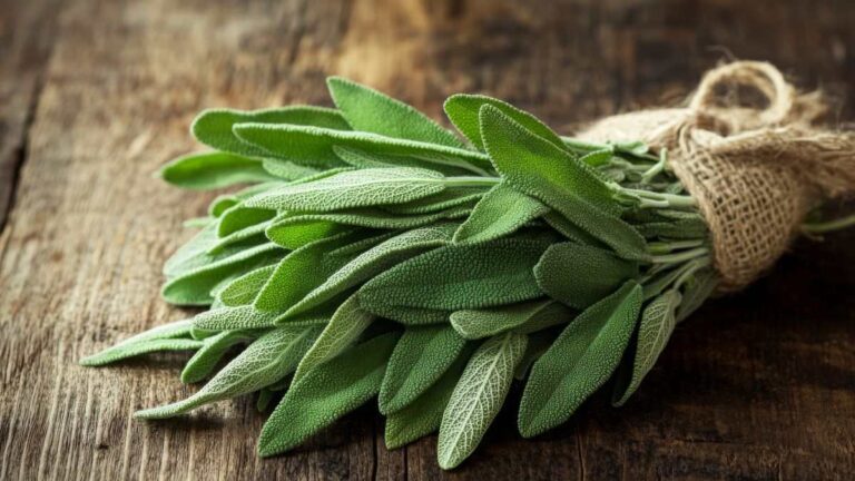 Ecco il modo corretto per seminare la salvia: non dovrai mai più comprarla scopri come avere sempre la salvia in casa tua