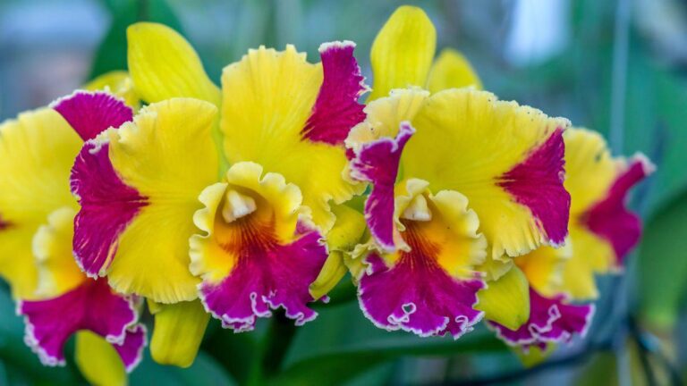 Cattleya: tutto sulla regina delle orchidee e come coltivarla scopri come coltivare questa splendida varietà di orchidea