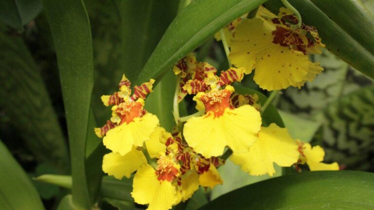 Oncidium: scopri l'incanto dell'orchidea ballerina perché dovresti scegliere questa orchidea