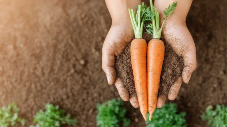 Coltivare gratis? Ecco come ottenere semi di carota dagli scarti coltiva gratis dagli scarti