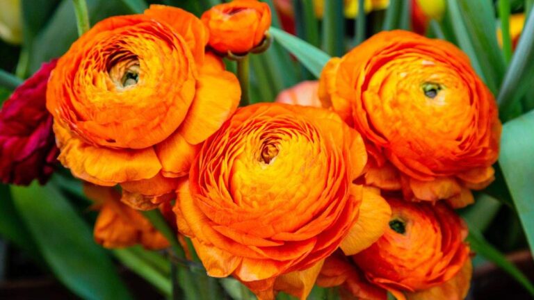 Bulbi di ranuncolo: il trucco per una fioritura spettacolare in primavera coltiva il ranuncolo partendo dal bulbo