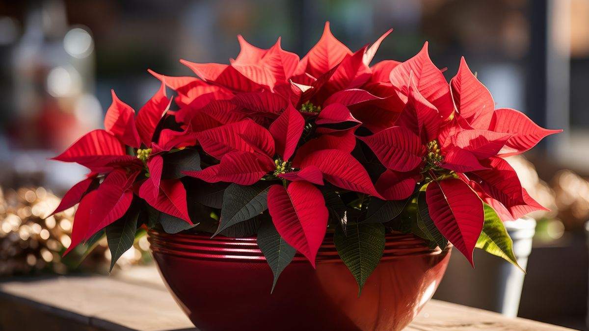 cosa fare per curare la stella di Natale 