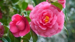 errori da evitare per non far appassire la camelia