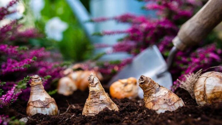 Pianta i bulbi di tulipano adesso e goditi uno spettacolo di colori in primavera scopri come piantare i bulbi di tulipano