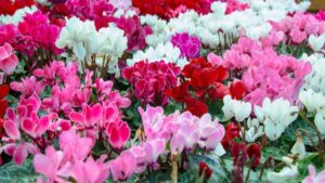 scopri come far fiorire il ciclamino rigogliosamente in inverno