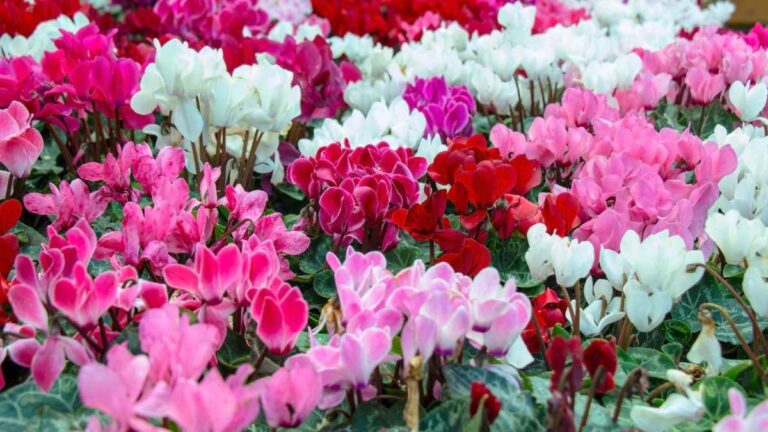 Ciclamino: la pianta che fiorisce anche d’inverno, ecco come farla prosperare scopri come far fiorire il ciclamino rigogliosamente in inverno