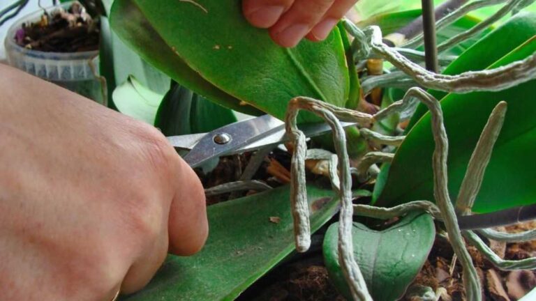 Orchidea con foglie molli? Ecco cosa fare per salvarla prima che sia troppo tardi perché le orchidee possono avere foglie molli