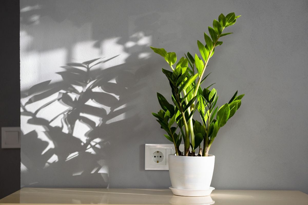 Zamioculcas con foglie gialle