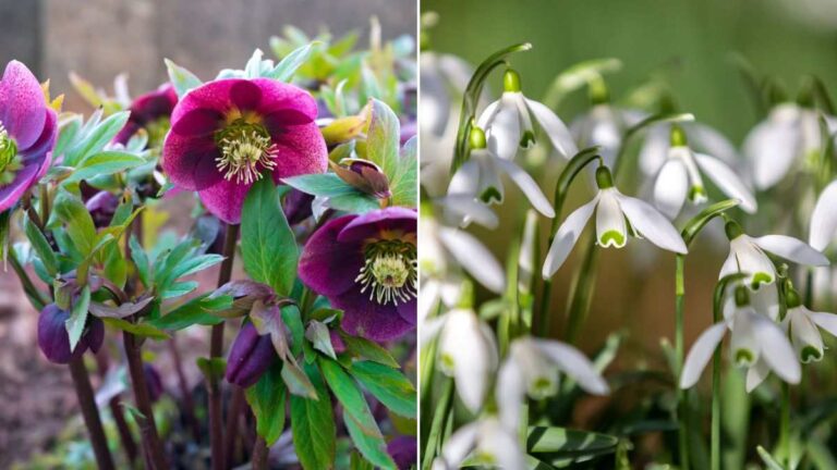 Giardino spento in inverno? Prova queste 5 piante resistenti e colorate quali sono le piante invernali da scegliere