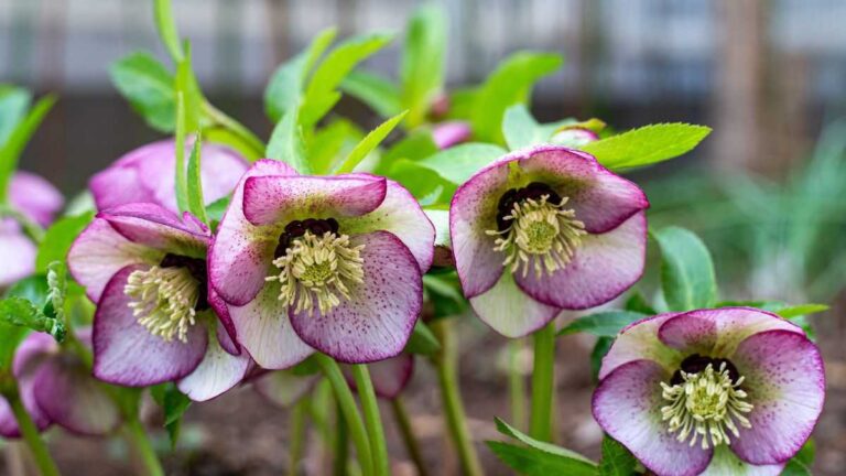 Colora il tuo inverno! 5 piante che fioriscono anche sotto la neve quali piante fioriscono sotto la neve