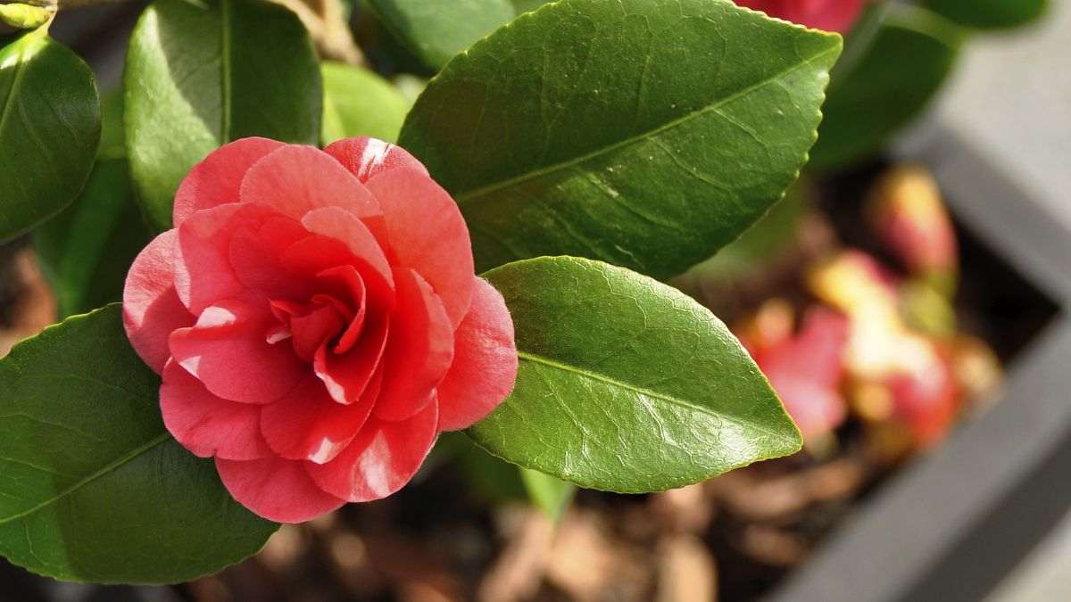 cosa non fare quando curi la camelia