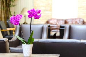 Come coltivare orchidee in appartamento