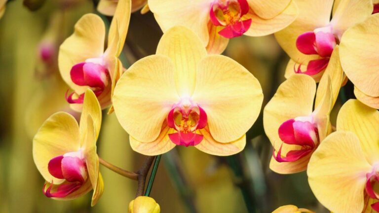 Sai cosa significa davvero l’orchidea gialla? Scoprilo prima di regalarla scopri il significato dell'orchidea gialla