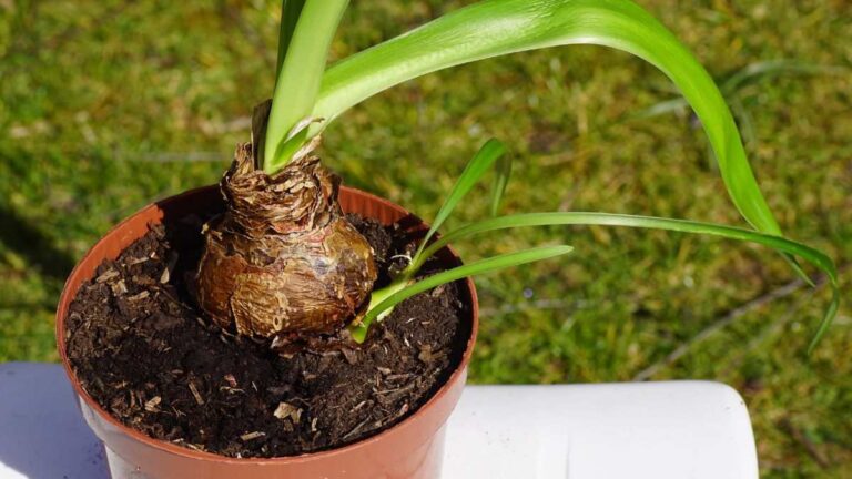 Bulbi estivi: ecco quali piantare a febbraio per un giardino spettacolare quali bulbi piantare a febbraio