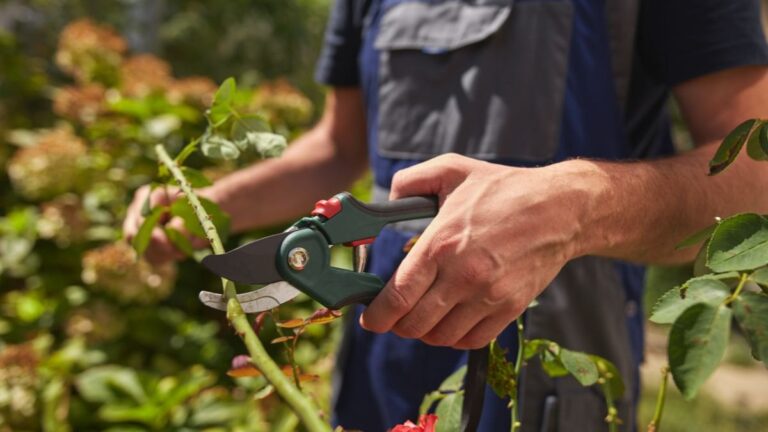 Potatura di febbraio: quali piante tagliare e quali evitare assolutamente quali piante si potano a febbraio