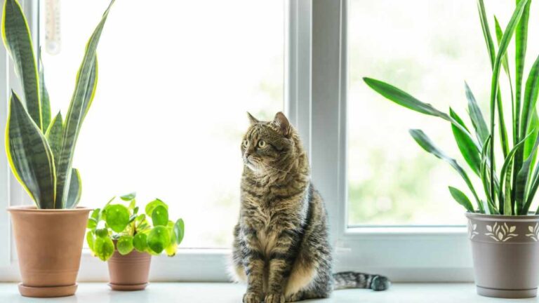 Piante non tossiche per animali: 10 varietà perfette per casa quali sono le piante pet friendly