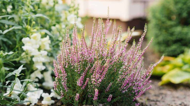 Giardino colorato tutto l’anno: le piante sempreverdi che fanno la differenza quali sono le piante sempreverdi più belle