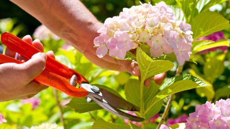 Vuoi più fiori dal tuo geranio? Ecco come potarlo correttamente come potare correttamente il geranio