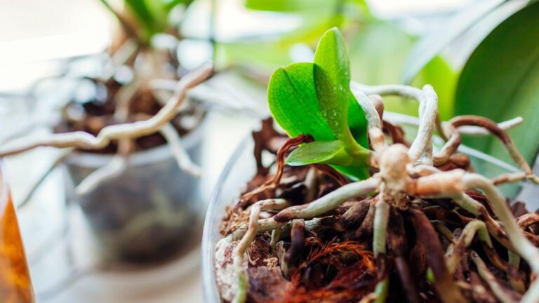 Radici rosse nell’orchidea? Ecco cosa causa il problema e come risolverlo perché le radici dell'orchidea diventano rosse