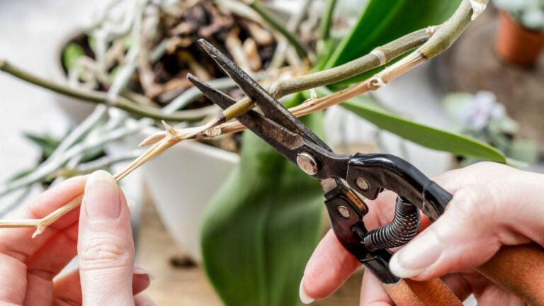 Ami le orchidee? Evita questi 6 errori fatali quando tagli le radici errori da evitare se tagli le radici dell'orchidea