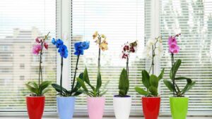 quali sono i significati dei colori delle orchidee